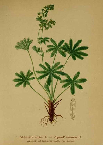 Reproducción/Reproduction 10055442254: Atlas der Alpenflora /. Wien :Eigenthum und Verlag des Deutschen und Oesterr. Alpenvereins,1882.