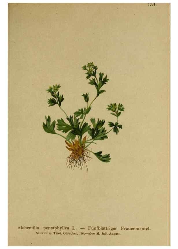 Reproducción/Reproduction 10055445214: Atlas der Alpenflora /. Wien :Eigenthum und Verlag des Deutschen und Oesterr. Alpenvereins,1882.