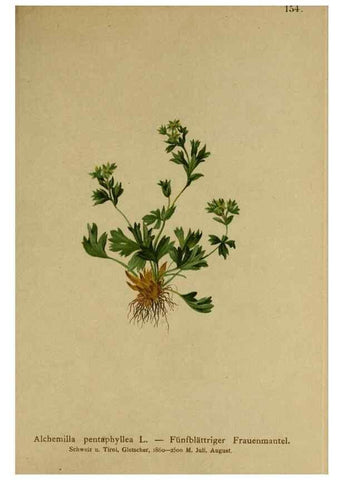 Reproducción/Reproduction 10055445214: Atlas der Alpenflora /. Wien :Eigenthum und Verlag des Deutschen und Oesterr. Alpenvereins,1882.