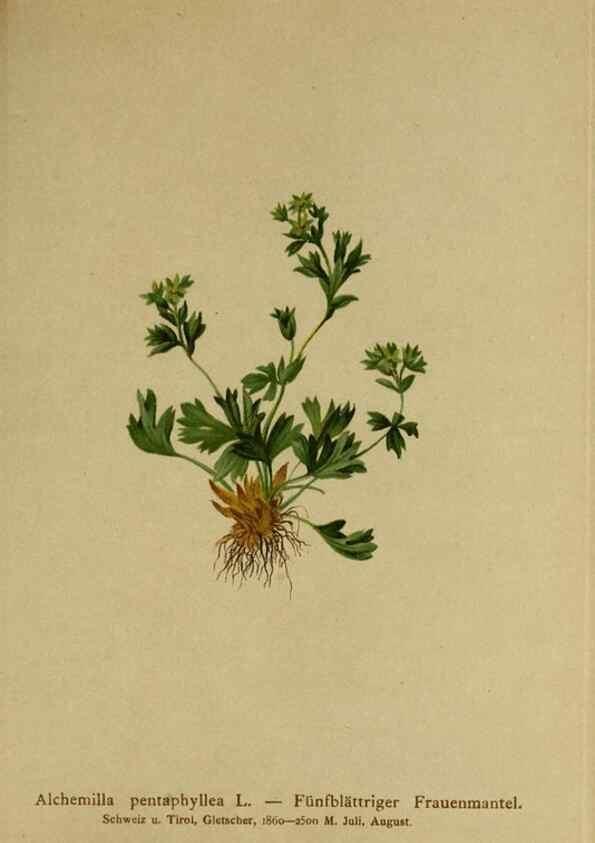 Reproducción/Reproduction 10055445214: Atlas der Alpenflora /. Wien :Eigenthum und Verlag des Deutschen und Oesterr. Alpenvereins,1882.