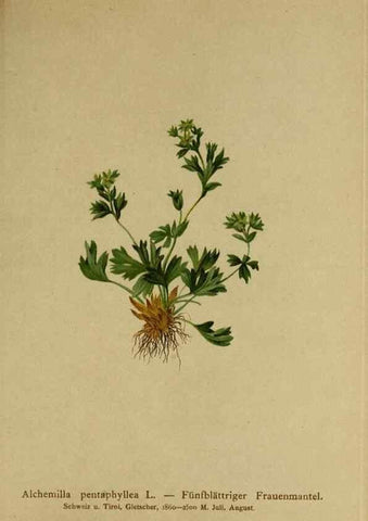 Reproducción/Reproduction 10055445214: Atlas der Alpenflora /. Wien :Eigenthum und Verlag des Deutschen und Oesterr. Alpenvereins,1882.