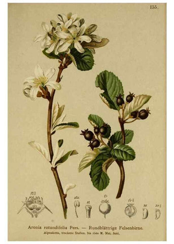 Reproducción/Reproduction 10055478175: Atlas der Alpenflora /. Wien :Eigenthum und Verlag des Deutschen und Oesterr. Alpenvereins,1882.