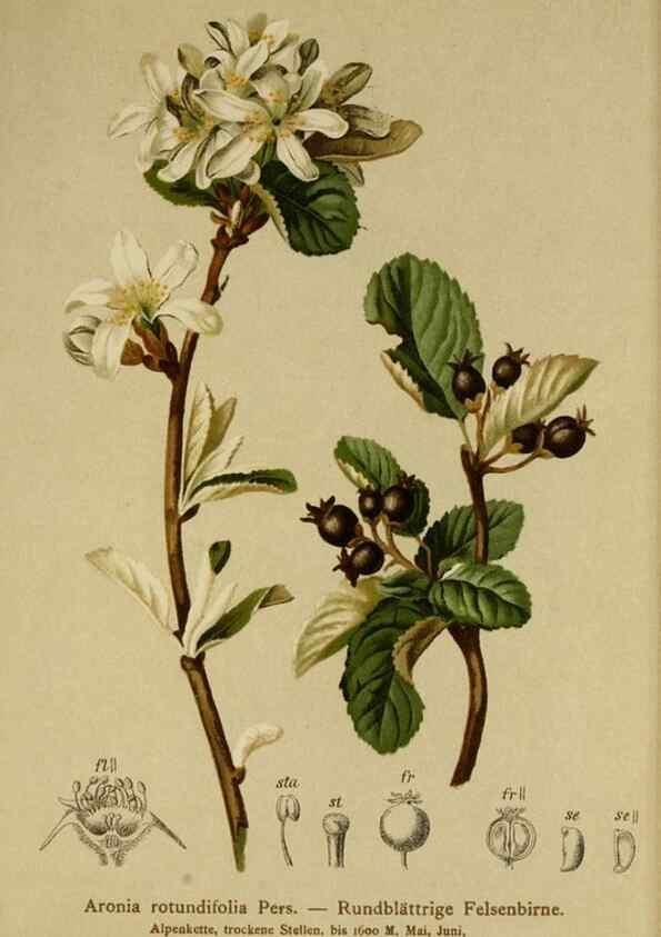 Reproducción/Reproduction 10055478175: Atlas der Alpenflora /. Wien :Eigenthum und Verlag des Deutschen und Oesterr. Alpenvereins,1882.