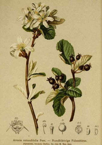 Reproducción/Reproduction 10055478175: Atlas der Alpenflora /. Wien :Eigenthum und Verlag des Deutschen und Oesterr. Alpenvereins,1882.
