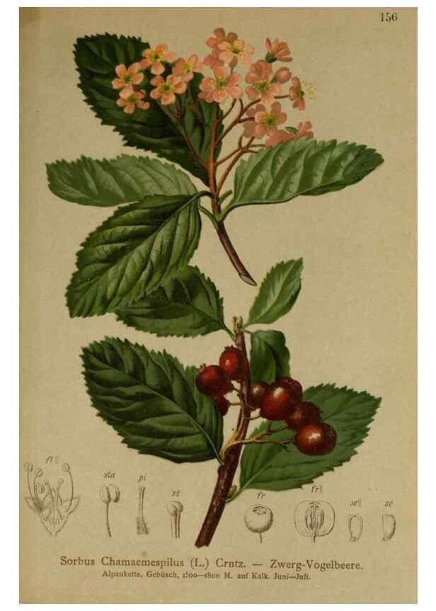 Reproducción/Reproduction 10055523786: Atlas der Alpenflora /. Wien :Eigenthum und Verlag des Deutschen und Oesterr. Alpenvereins,1882.