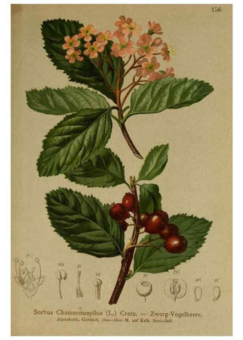 Reproducción/Reproduction 10055523786: Atlas der Alpenflora /. Wien :Eigenthum und Verlag des Deutschen und Oesterr. Alpenvereins,1882.