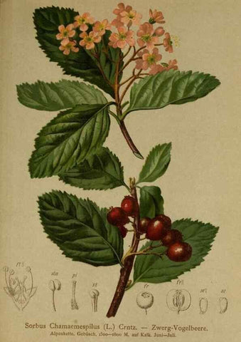 Reproducción/Reproduction 10055523786: Atlas der Alpenflora /. Wien :Eigenthum und Verlag des Deutschen und Oesterr. Alpenvereins,1882.