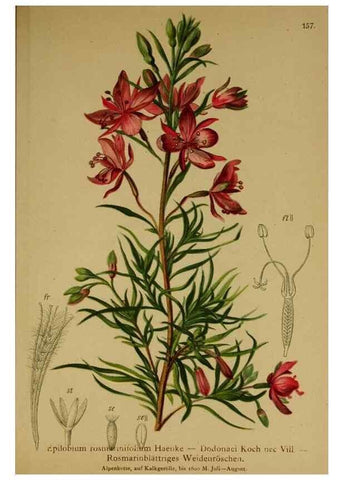 Reproducción/Reproduction 10055455114: Atlas der Alpenflora /. Wien :Eigenthum und Verlag des Deutschen und Oesterr. Alpenvereins,1882.
