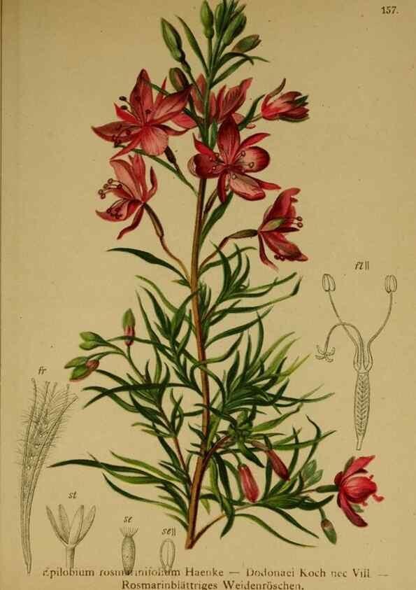 Reproducción/Reproduction 10055455114: Atlas der Alpenflora /. Wien :Eigenthum und Verlag des Deutschen und Oesterr. Alpenvereins,1882.