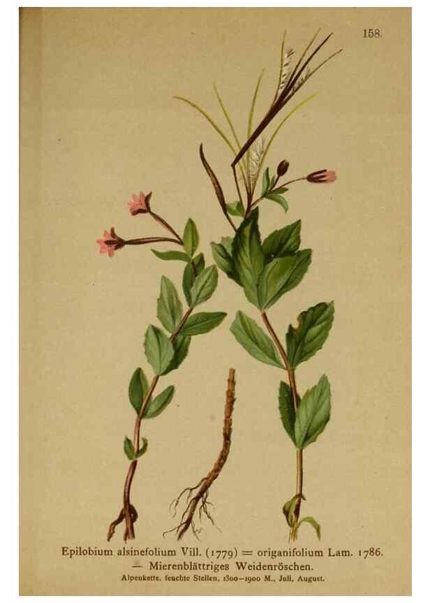 Reproducción/Reproduction 10055591473: Atlas der Alpenflora /. Wien :Eigenthum und Verlag des Deutschen und Oesterr. Alpenvereins,1882.