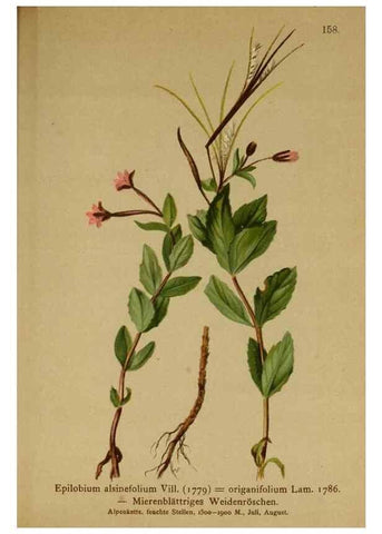 Reproducción/Reproduction 10055591473: Atlas der Alpenflora /. Wien :Eigenthum und Verlag des Deutschen und Oesterr. Alpenvereins,1882.