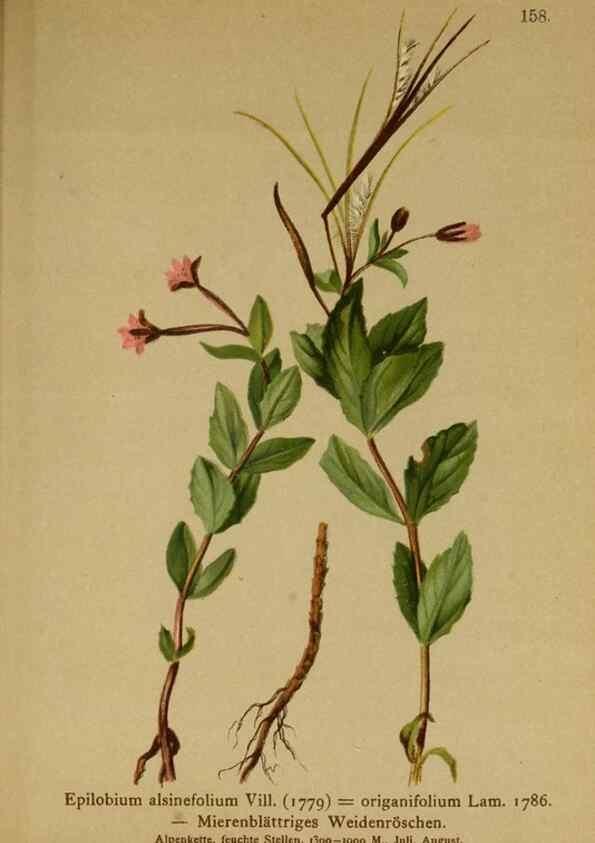 Reproducción/Reproduction 10055591473: Atlas der Alpenflora /. Wien :Eigenthum und Verlag des Deutschen und Oesterr. Alpenvereins,1882.