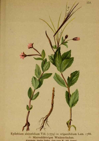Reproducción/Reproduction 10055591473: Atlas der Alpenflora /. Wien :Eigenthum und Verlag des Deutschen und Oesterr. Alpenvereins,1882.