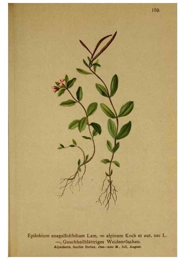 Reproducción/Reproduction 10055461044: Atlas der Alpenflora /. Wien :Eigenthum und Verlag des Deutschen und Oesterr. Alpenvereins,1882.