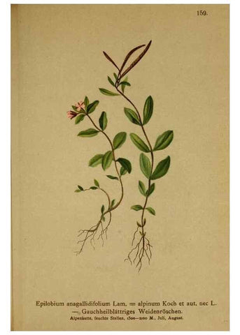 Reproducción/Reproduction 10055461044: Atlas der Alpenflora /. Wien :Eigenthum und Verlag des Deutschen und Oesterr. Alpenvereins,1882.