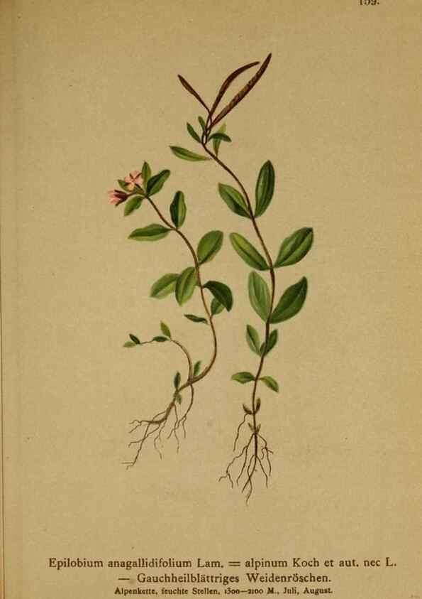 Reproducción/Reproduction 10055461044: Atlas der Alpenflora /. Wien :Eigenthum und Verlag des Deutschen und Oesterr. Alpenvereins,1882.