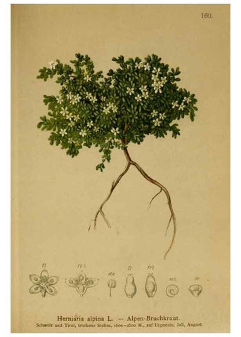 Reproducción/Reproduction 10055463534: Atlas der Alpenflora /. Wien :Eigenthum und Verlag des Deutschen und Oesterr. Alpenvereins,1882.