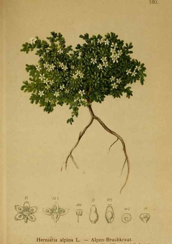 Reproducción/Reproduction 10055463534: Atlas der Alpenflora /. Wien :Eigenthum und Verlag des Deutschen und Oesterr. Alpenvereins,1882.