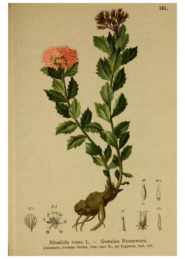 Reproducción/Reproduction 10055538766: Atlas der Alpenflora /. Wien :Eigenthum und Verlag des Deutschen und Oesterr. Alpenvereins,1882.