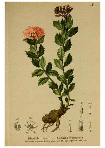 Reproducción/Reproduction 10055538766: Atlas der Alpenflora /. Wien :Eigenthum und Verlag des Deutschen und Oesterr. Alpenvereins,1882.