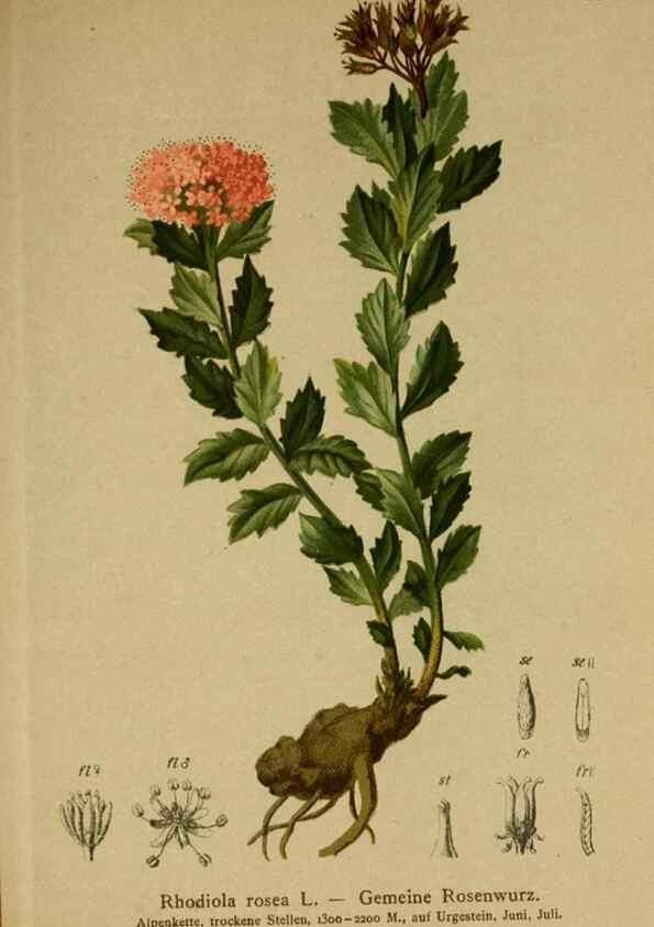 Reproducción/Reproduction 10055538766: Atlas der Alpenflora /. Wien :Eigenthum und Verlag des Deutschen und Oesterr. Alpenvereins,1882.