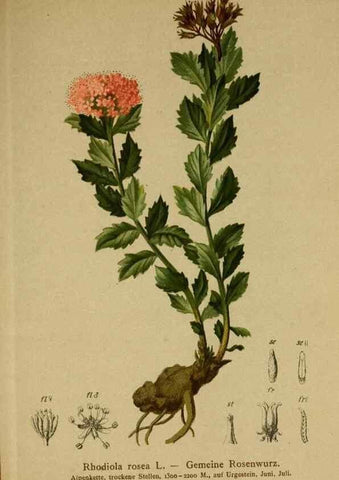 Reproducción/Reproduction 10055538766: Atlas der Alpenflora /. Wien :Eigenthum und Verlag des Deutschen und Oesterr. Alpenvereins,1882.
