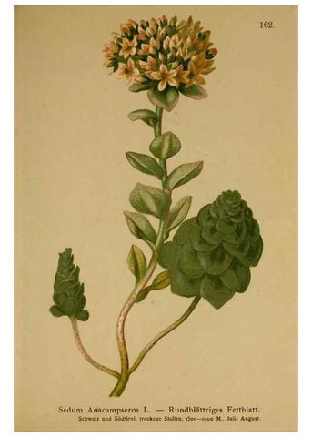 Reproducción/Reproduction 10055499345: Atlas der Alpenflora /. Wien :Eigenthum und Verlag des Deutschen und Oesterr. Alpenvereins,1882.