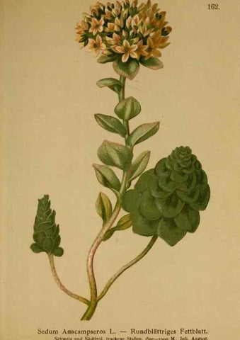 Reproducción/Reproduction 10055499345: Atlas der Alpenflora /. Wien :Eigenthum und Verlag des Deutschen und Oesterr. Alpenvereins,1882.