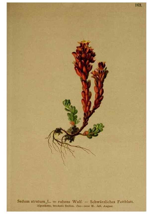 Reproducción/Reproduction 10055501815: Atlas der Alpenflora /. Wien :Eigenthum und Verlag des Deutschen und Oesterr. Alpenvereins,1882.