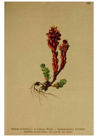 Reproducción/Reproduction 10055501815: Atlas der Alpenflora /. Wien :Eigenthum und Verlag des Deutschen und Oesterr. Alpenvereins,1882.