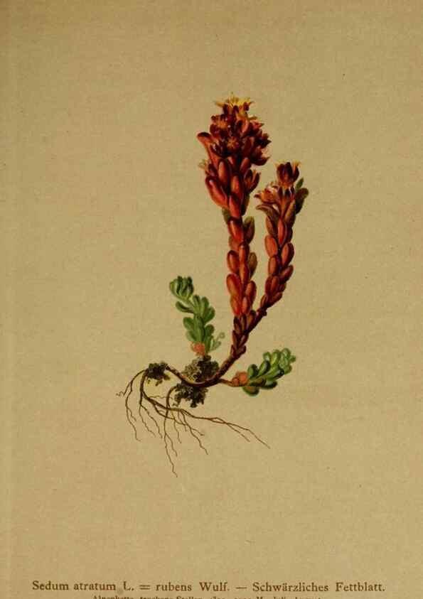 Reproducción/Reproduction 10055501815: Atlas der Alpenflora /. Wien :Eigenthum und Verlag des Deutschen und Oesterr. Alpenvereins,1882.