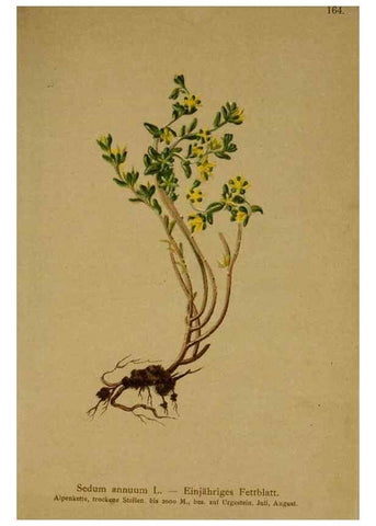 Reproducción/Reproduction 10055608883: Atlas der Alpenflora /. Wien :Eigenthum und Verlag des Deutschen und Oesterr. Alpenvereins,1882.