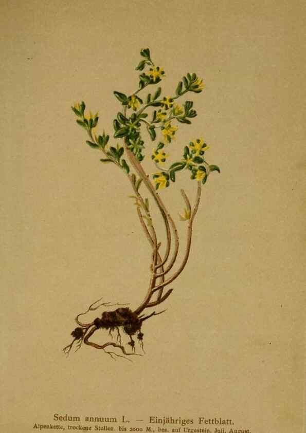 Reproducción/Reproduction 10055608883: Atlas der Alpenflora /. Wien :Eigenthum und Verlag des Deutschen und Oesterr. Alpenvereins,1882.