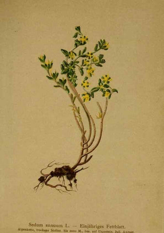 Reproducción/Reproduction 10055608883: Atlas der Alpenflora /. Wien :Eigenthum und Verlag des Deutschen und Oesterr. Alpenvereins,1882.