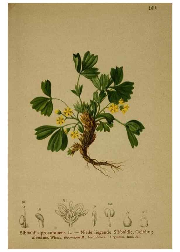 Reproducción/Reproduction 10055562063: Atlas der Alpenflora /. Wien :Eigenthum und Verlag des Deutschen und Oesterr. Alpenvereins,1882.