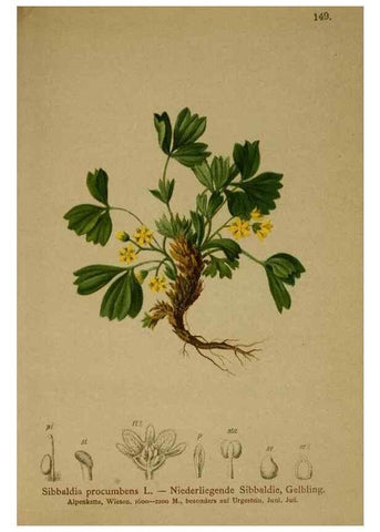 Reproducción/Reproduction 10055562063: Atlas der Alpenflora /. Wien :Eigenthum und Verlag des Deutschen und Oesterr. Alpenvereins,1882.