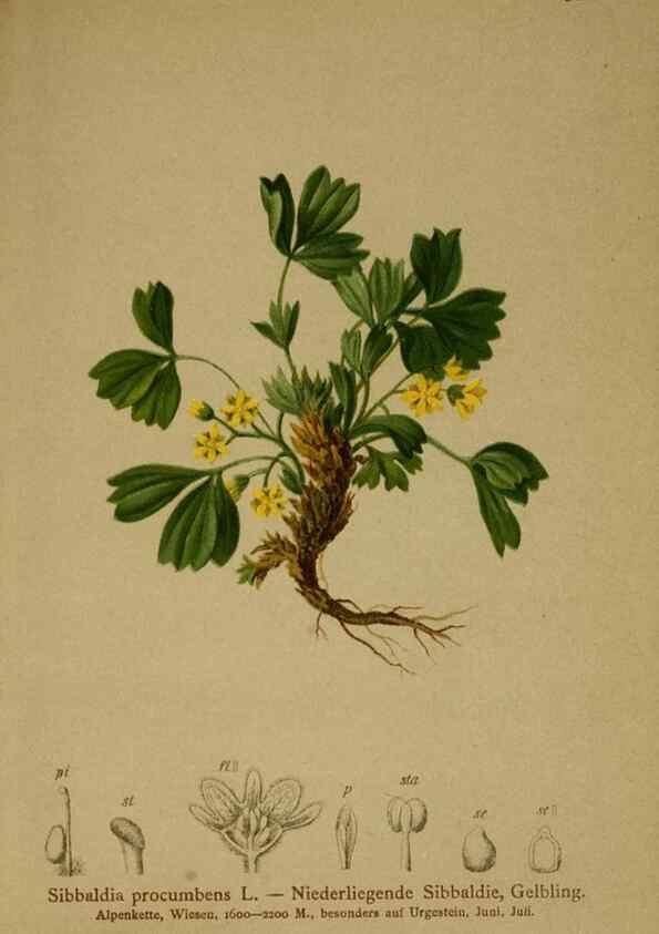 Reproducción/Reproduction 10055562063: Atlas der Alpenflora /. Wien :Eigenthum und Verlag des Deutschen und Oesterr. Alpenvereins,1882.