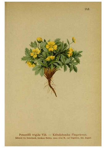 Reproducción/Reproduction 10055497796: Atlas der Alpenflora /. Wien :Eigenthum und Verlag des Deutschen und Oesterr. Alpenvereins,1882.
