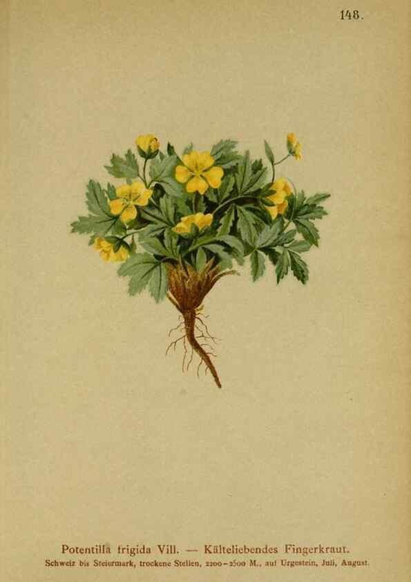 Reproducción/Reproduction 10055497796: Atlas der Alpenflora /. Wien :Eigenthum und Verlag des Deutschen und Oesterr. Alpenvereins,1882.