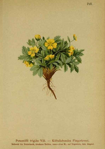 Reproducción/Reproduction 10055497796: Atlas der Alpenflora /. Wien :Eigenthum und Verlag des Deutschen und Oesterr. Alpenvereins,1882.