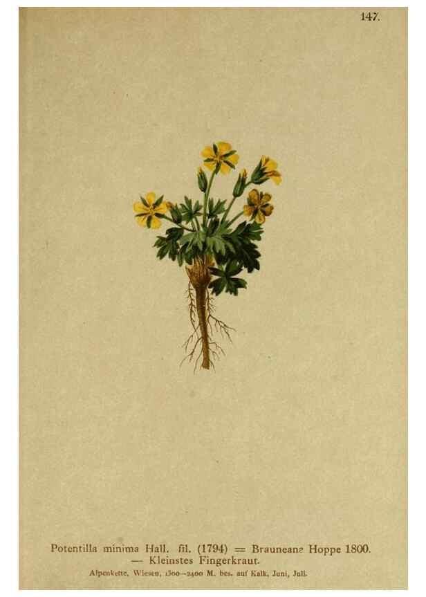 Reproducción/Reproduction 10055552603: Atlas der Alpenflora /. Wien :Eigenthum und Verlag des Deutschen und Oesterr. Alpenvereins,1882.