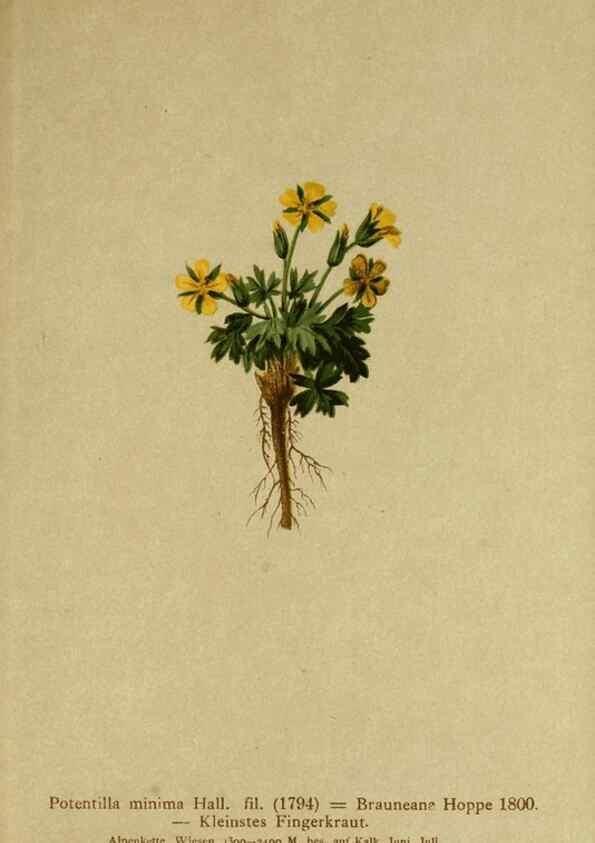 Reproducción/Reproduction 10055552603: Atlas der Alpenflora /. Wien :Eigenthum und Verlag des Deutschen und Oesterr. Alpenvereins,1882.