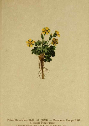 Reproducción/Reproduction 10055552603: Atlas der Alpenflora /. Wien :Eigenthum und Verlag des Deutschen und Oesterr. Alpenvereins,1882.