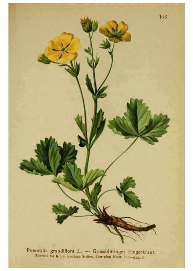 Reproducción/Reproduction 10055415774: Atlas der Alpenflora /. Wien :Eigenthum und Verlag des Deutschen und Oesterr. Alpenvereins,1882.