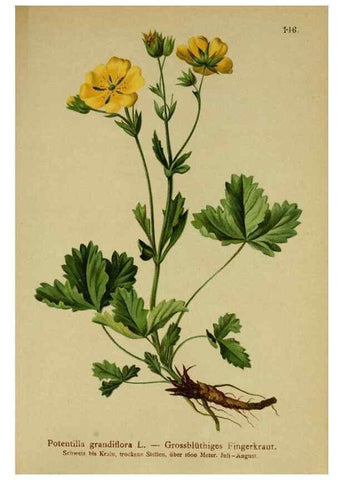 Reproducción/Reproduction 10055415774: Atlas der Alpenflora /. Wien :Eigenthum und Verlag des Deutschen und Oesterr. Alpenvereins,1882.