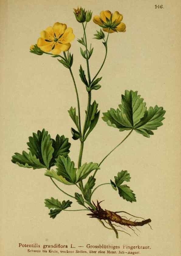 Reproducción/Reproduction 10055415774: Atlas der Alpenflora /. Wien :Eigenthum und Verlag des Deutschen und Oesterr. Alpenvereins,1882.