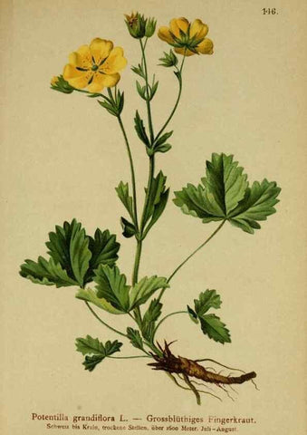 Reproducción/Reproduction 10055415774: Atlas der Alpenflora /. Wien :Eigenthum und Verlag des Deutschen und Oesterr. Alpenvereins,1882.