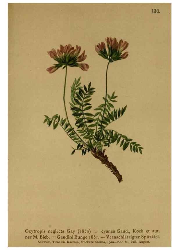 Reproducción/Reproduction 10055435656: Atlas der Alpenflora /. Wien :Eigenthum und Verlag des Deutschen und Oesterr. Alpenvereins,1882.