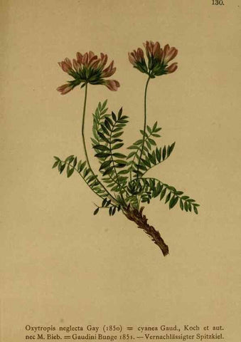 Reproducción/Reproduction 10055435656: Atlas der Alpenflora /. Wien :Eigenthum und Verlag des Deutschen und Oesterr. Alpenvereins,1882.