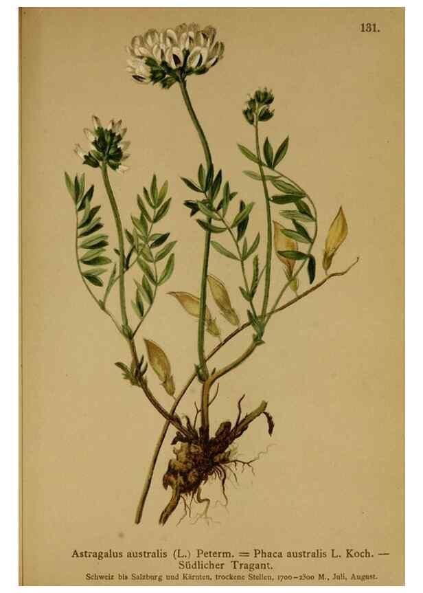 Reproducción/Reproduction 10055437906: Atlas der Alpenflora /. Wien :Eigenthum und Verlag des Deutschen und Oesterr. Alpenvereins,1882.
